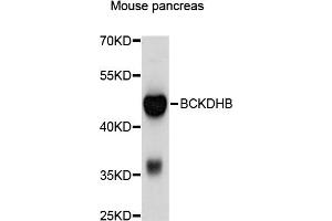 Western blot analysis of extracts of mouse pancreas, using BCKDHB antibody (ABIN4903026) at 1:1000 dilution. (BCKDHB Antikörper)