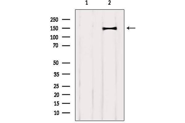 CNTNAP4 antibody  (C-Term)