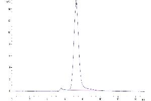 The purity of Mouse BSPII is greater than 95 % as determined by SEC-HPLC. (IBSP Protein (AA 17-324) (His tag))