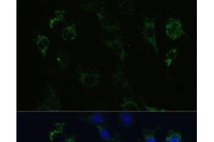 Immunofluorescence analysis of C6 cells using STX1A Polyclonal Antibody at dilution of 1:100 (40x lens). (STX1A Antikörper)