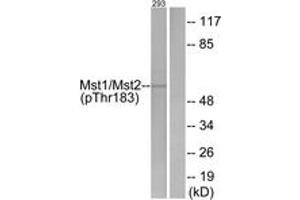 Western blot analysis of extracts from 293 cells treated with H2O2 100uM 15', using Mst1/2 (Phospho-Thr183) Antibody. (MST1/MST2 (AA 149-198), (pThr183) Antikörper)