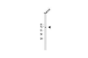 Anti-KNG1 Antibody (N-term) at 1:1000 dilution + Ramos whole cell lysate Lysates/proteins at 20 μg per lane. (KNG1 Antikörper  (N-Term))