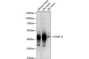Western blot analysis of extracts of various cell lines, using CKMT1A Antibody  at 1:1000 dilution. (CKMT1A Antikörper  (AA 258-417))