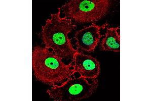 Fluorescent confocal image of MCF-7 cell stained with HOXC10 Antibody (Center) (ABIN1537883 and ABIN2849158). (HOXC10 Antikörper  (AA 152-179))