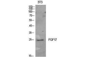 Western Blotting (WB) image for anti-Fibroblast Growth Factor 17 (FGF17) (Internal Region) antibody (ABIN3181409) (FGF17 Antikörper  (Internal Region))
