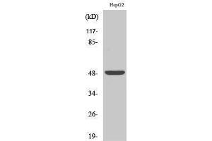 Western Blotting (WB) image for anti-Endothelin Receptor Type A (EDNRA) (C-Term) antibody (ABIN3175031) (Endothelin-1 Receptor Antikörper  (C-Term))