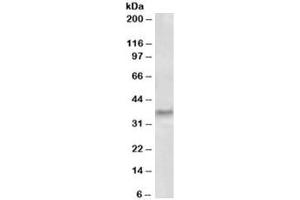 Western blot testing of human tonsil lysate with GCH1 antibody at 0. (GCH1 Antikörper)