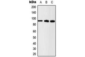 Western blot analysis of Beta-catenin (pS37) expression in U2OS (A), HeLa (B), NIH3T3 (C) whole cell lysates. (beta Catenin Antikörper  (N-Term, pSer37))