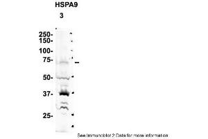 Sample Type: 3. (HSPA9 Antikörper  (C-Term))
