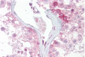 Immunohistochemistry with Testis tissue at an antibody concentration of 5µg/ml using anti-WNT2B antibody (ARP41276_P050) (WNT2B Antikörper  (N-Term))