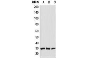 Western blot analysis of CT47 expression in HEK293T (A), Raw264. (CT47A5 Antikörper  (C-Term))