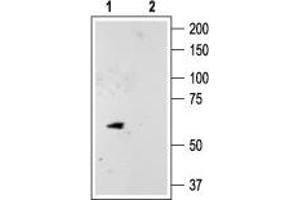 Western blot analysis of rat cerebellum lysate: - 1. (KCNK10 Antikörper  (C-Term, Intracellular))