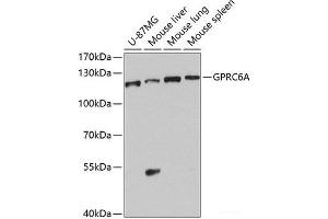 Western blot analysis of extracts of various cell lines using GPRC6A Polyclonal Antibody at dilution of 1:1000. (GPRC6A Antikörper)