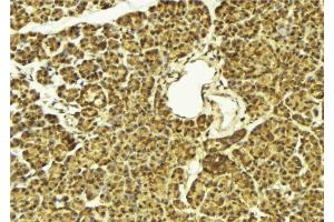 ABIN6269304 at 1/100 staining Mouse pancreas tissue by IHC-P.