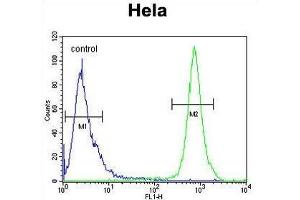 TRAPPC3 Antibody (N-term) flow cytometric analysis of Hela cells (right histogram) compared to a negative control cell (left histogram).