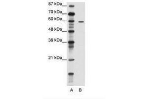 Image no. 1 for anti-Tripartite Motif Containing 62 (TRIM62) (N-Term) antibody (ABIN202619) (TRIM62 Antikörper  (N-Term))