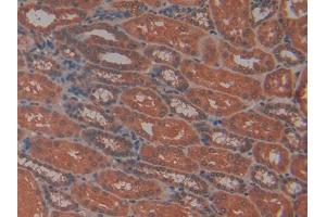 IHC-P analysis of Human Kidney Tissue, with DAB staining. (PRTN3 Antikörper  (AA 71-247))