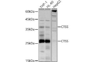 Western blot analysis of extracts of various cell lines, using CTSS antibody (ABIN3015658, ABIN3015659, ABIN3015660 and ABIN6219007) at 1:500 dilution. (Cathepsin S Antikörper  (AA 115-331))