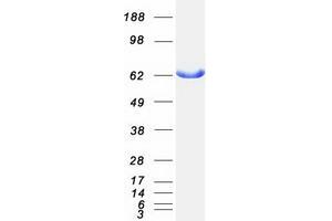 Validation with Western Blot (Adenylate Kinase 5 Protein (AK5) (Transcript Variant 1) (Myc-DYKDDDDK Tag))