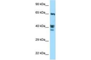 Image no. 1 for anti-Actin-Like 8 (ACTL8) (AA 194-243) antibody (ABIN6748107) (Actin-Like 8 Antikörper  (AA 194-243))