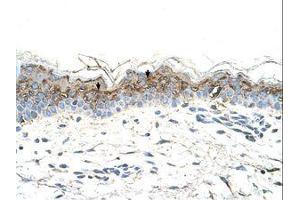 Image no. 1 for anti-GTP Binding Protein Overexpressed in Skeletal Muscle (GEM) (AA 219-270) antibody (ABIN203412)