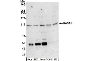 Western Blotting (WB) image for anti-RAS P21 Protein Activator (GTPase Activating Protein) 1 (RASA1) (AA 625-675) antibody (ABIN7449252)