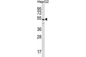 Western blot analysis in HepG2 cell line lysates (35ug/lane) using NKAP  Antibody (C-term). (NKAP Antikörper  (C-Term))