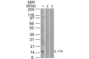 Image no. 1 for anti-Interleukin 17A (IL17A) antibody (Biotin) (ABIN1102460) (Interleukin 17a Antikörper  (Biotin))