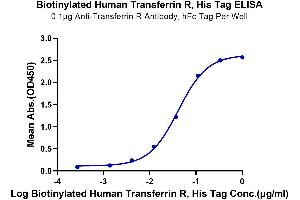 Immobilized Anti-Transferrin R Antibody at 1 μg/mL (100 μL/well) on the plate. (Transferrin Receptor Protein (AA 89-760) (His-Avi Tag,Biotin))