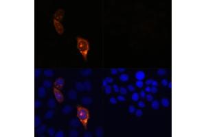 Immunofluorescence analysis of HeLa cells transfected with C (upper left) and untreated HeLa cells (upper right) using C Rabbit pAb (red, ABIN7266523) at dilution of 1:100. (CRISPR-Cas9 Antikörper)