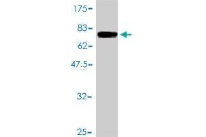 Western Blotting (WB) image for anti-Fatty Acid Synthase (FASN) (AA 1-439) antibody (ABIN560848)