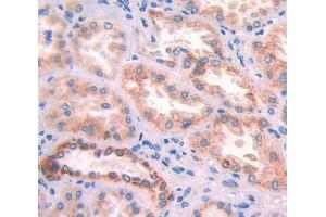 Used in DAB staining on fromalin fixed paraffin- embedded Kidney tissue (APOA4 Antikörper  (AA 173-396))