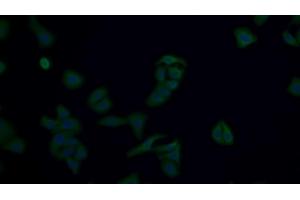 Detection of AMPK Alpha 1 in Human Hela cell using Polyclonal Antibody to Protein Kinase, AMP Activated Alpha 1 (AMPK Alpha 1) (PRKAA1 Antikörper  (AA 28-257))