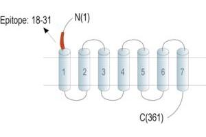 Representative domain view of the target of ABIN7235392. (G Protein-Coupled Receptor 183 (GPR183) Peptid)