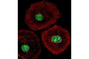 Fluorescent confocal image of MCF-7 cell stained with HNRB Antibody (N-term) (ABIN651713 and ABIN2840371). (HNRNPAB Antikörper  (N-Term))