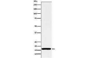 Western blot analysis of COX IV expression in HepG2 cell lysate.