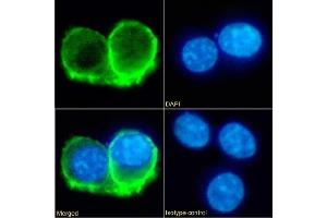 Immunofluorescence staining of fixed RAW264. (Rekombinanter IL-10RA Antikörper  (Extracellular Domain))