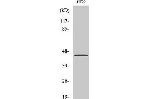 Western Blot analysis of MCF7 cells using TGFB1 Polyclonal Antibody at dilution of 1:2000. (TGFB1 Antikörper)