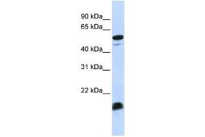 Western Blotting (WB) image for anti-Complement Component 4 Binding Protein, alpha (C4BPA) antibody (ABIN2458584)