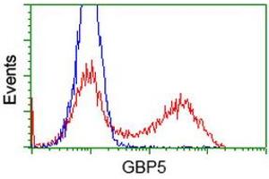 HEK293T cells transfected with either RC206627 overexpress plasmid (Red) or empty vector control plasmid (Blue) were immunostained by anti-GBP5 antibody (ABIN2454091), and then analyzed by flow cytometry. (GBP5 Antikörper)
