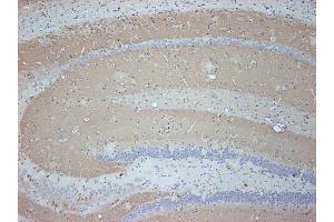 Immunostaining of paraffin embedded sections from mouse brain (dilution 1 : 500).