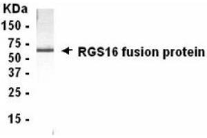 Western Blotting (WB) image for anti-Regulator of G-Protein Signaling 16 (RGS16) (AA 130-202) antibody (ABIN2467880) (RGS16 Antikörper  (AA 130-202))
