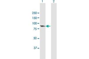 Western Blot analysis of PCIF1 expression in transfected 293T cell line by PCIF1 MaxPab polyclonal antibody.