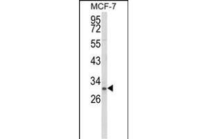 Western blot analysis of NKX3-1 Antibody (Center) (ABIN652945 and ABIN2842604) in MCF-7 cell line lysates (35 μg/lane). (NKX3-1 Antikörper  (AA 118-145))