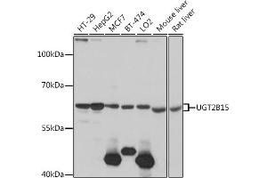 Western blot analysis of extracts of various cell lines, using UGT2B15 antibody (ABIN7271194) at 1:1000 dilution. (UGT2B15 Antikörper  (AA 60-190))