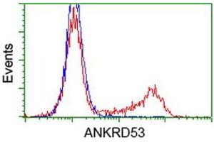Image no. 3 for anti-Ankyrin Repeat Domain 53 (ANKRD53) (AA 1-300) antibody (ABIN1490720) (ANKRD53 Antikörper  (AA 1-300))