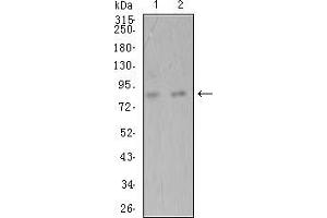 Western Blotting (WB) image for anti-ADAM Metallopeptidase with Thrombospondin Type 1 Motif, 1 (ADAMTS1) (AA 858-960) antibody (ABIN5542558)