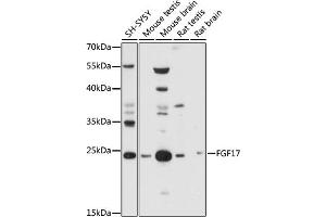 Western blot analysis of extracts of various cell lines, using FGF17 antibody (ABIN7267183) at 1:1000 dilution. (FGF17 Antikörper  (AA 23-180))