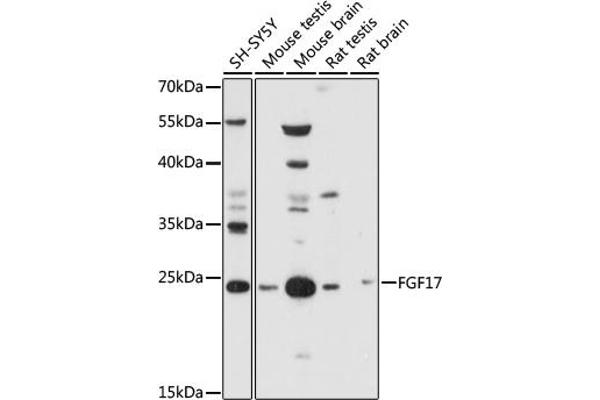 FGF17 antibody  (AA 23-180)