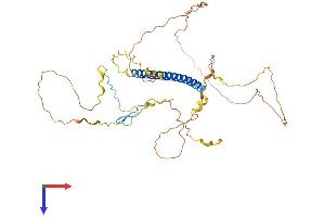 TSC22D4 Protein (AA 1-395) (His tag)